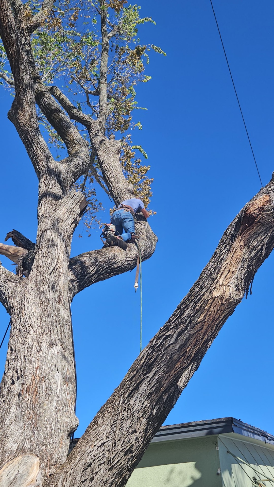 High Canopy Prune project in Central Texas