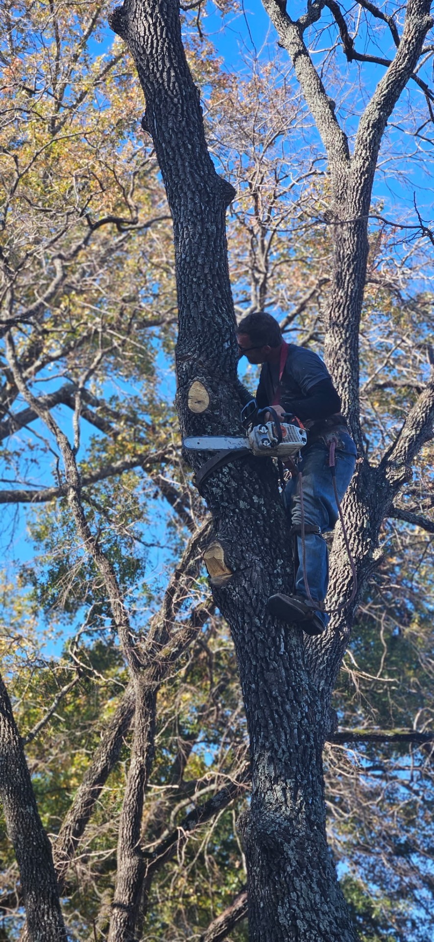 Precision Oak Cut project in Central Texas