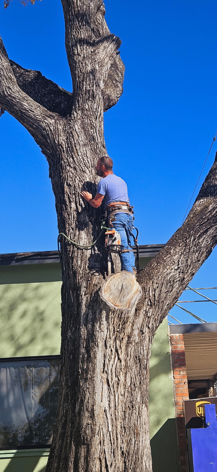 On Every Job. In Every Tree.