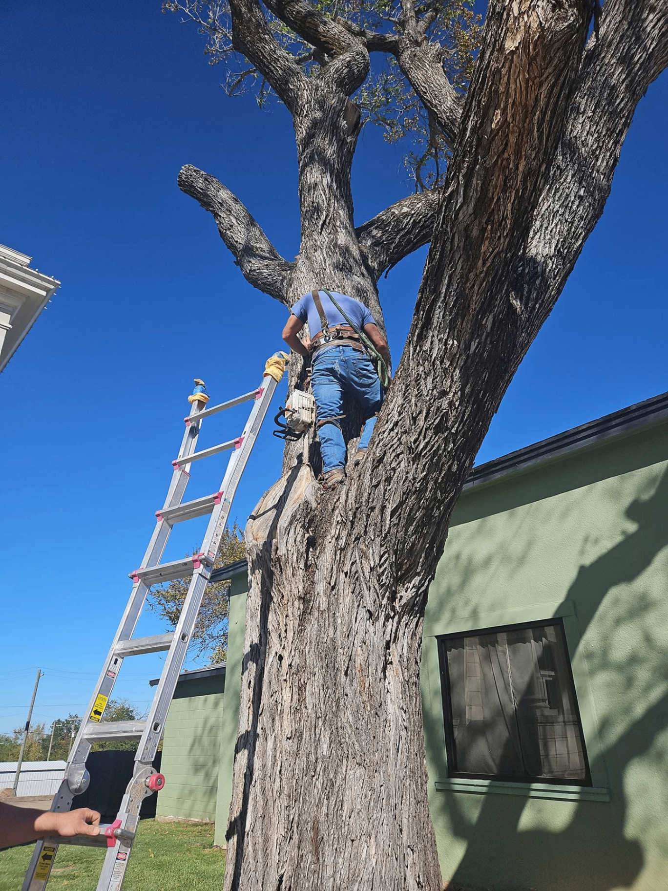 Large oak tree removal directly adjacent to a home in Central Texas