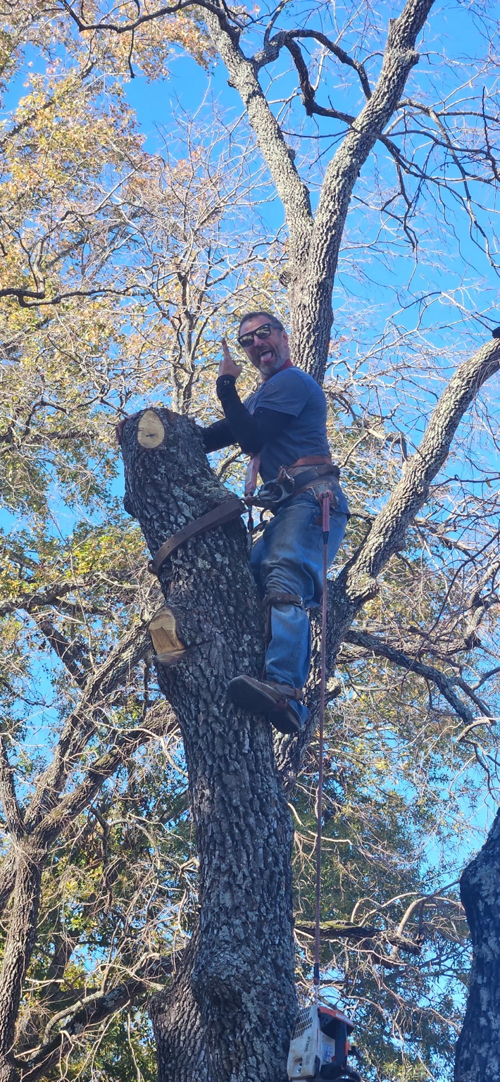 Owner of Ground 2 Crown high in an oak tree during a pruning job