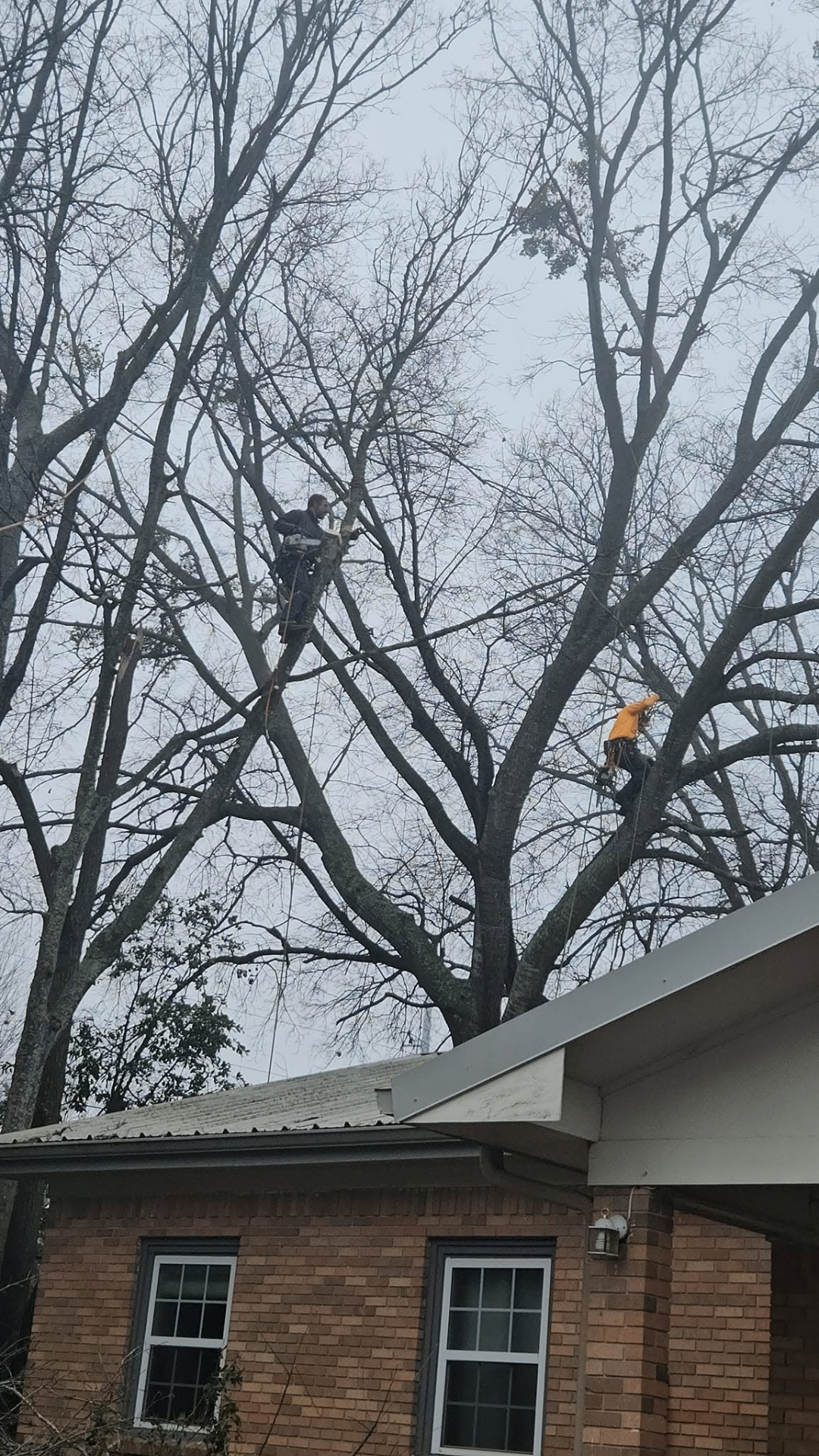 Trimming & Pruning in Central Texas